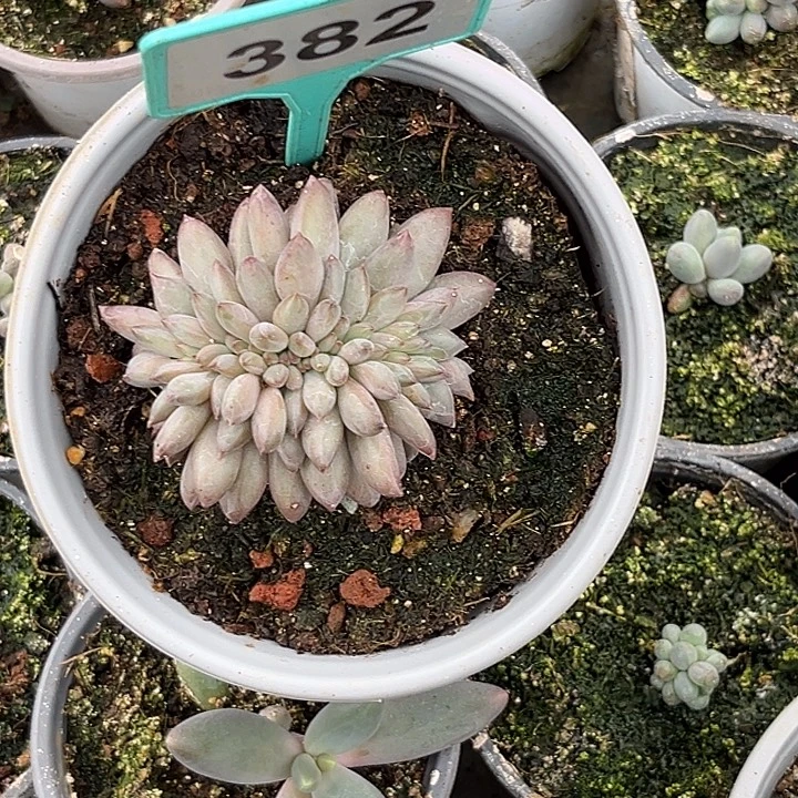 捂****多肉植物虞美人缀化382