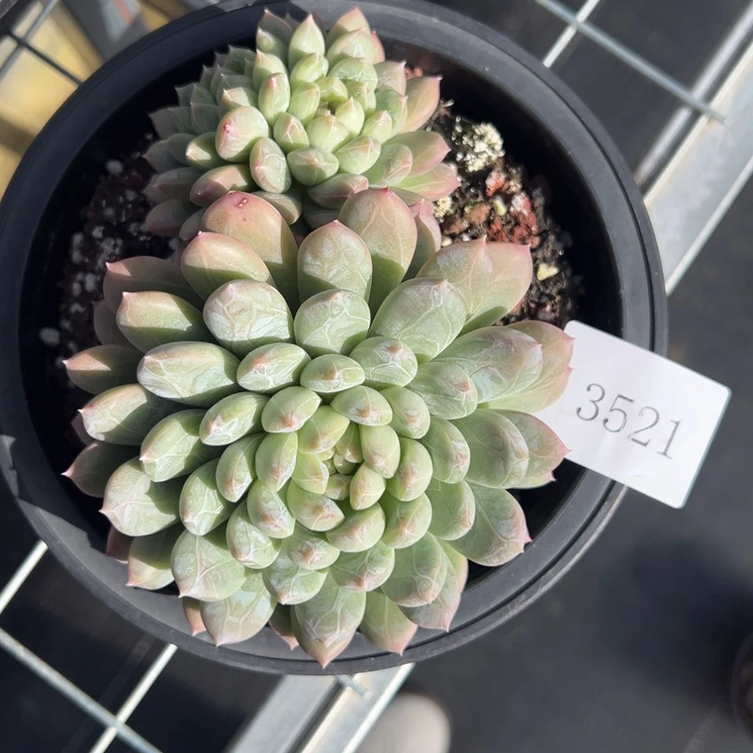 陈**糖3521不包整肉肉肉肉肉