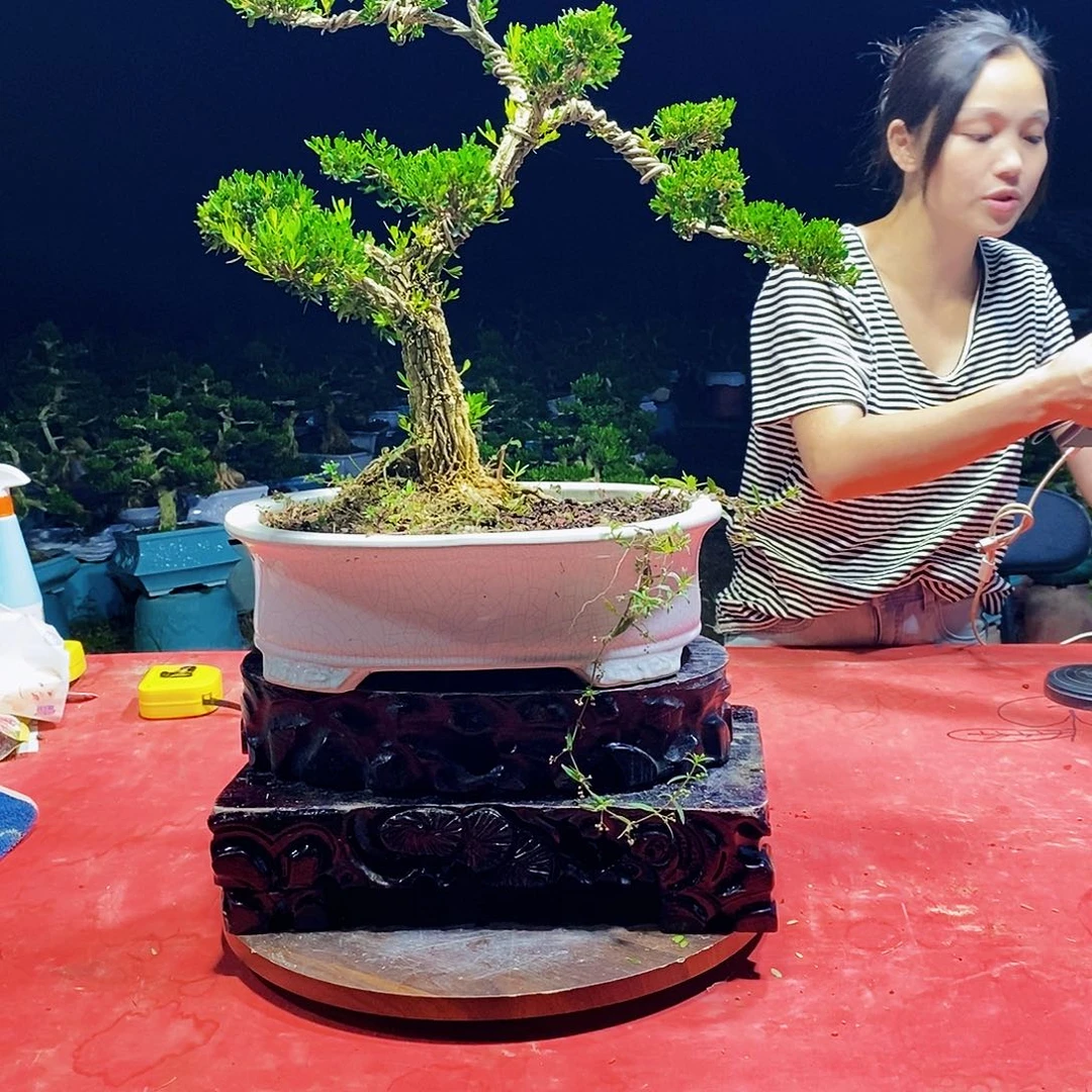 完全开放广东黄杨盆景艺术