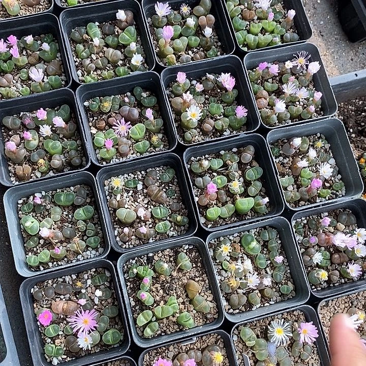 4522风铃一盒