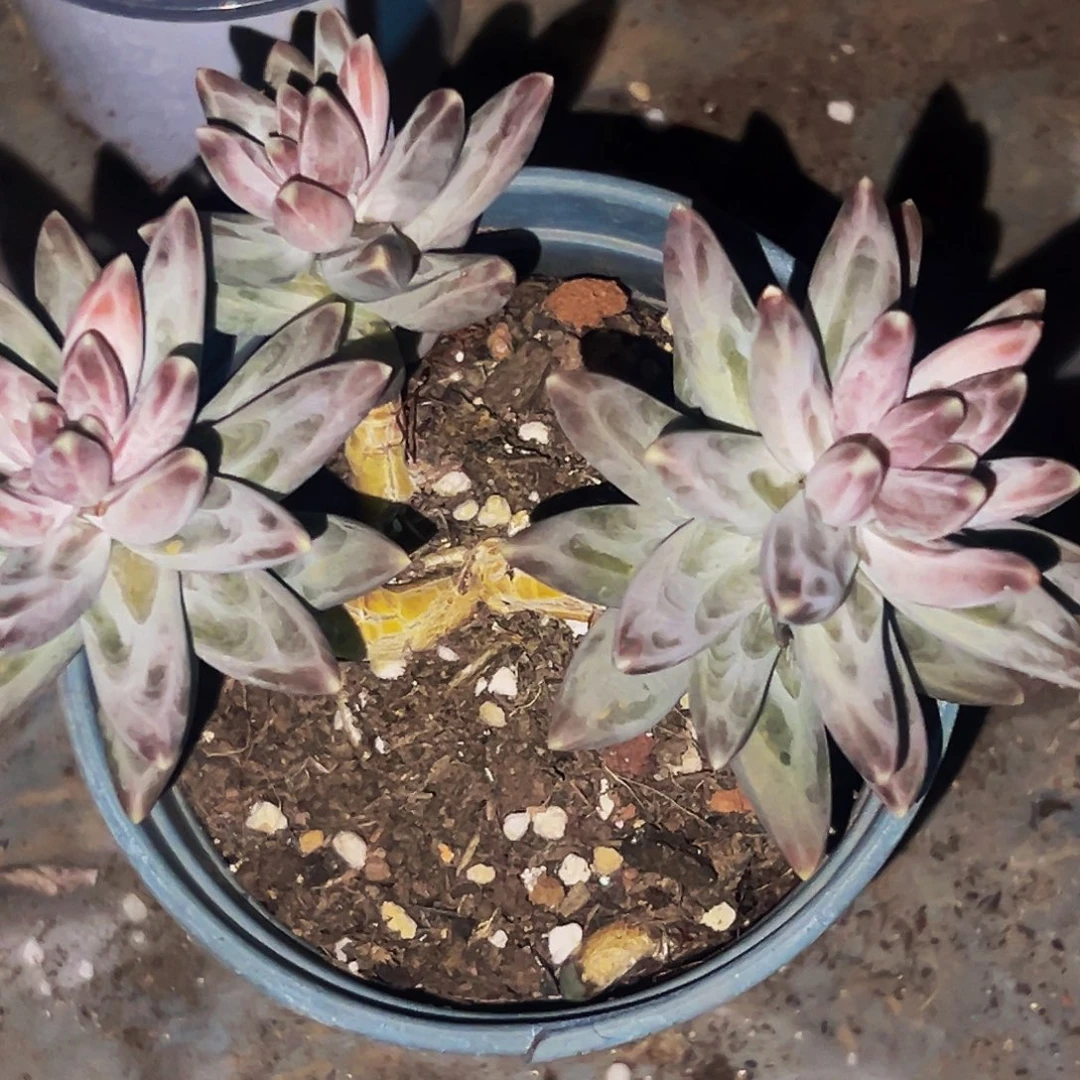 桔云多肉美人精品系列