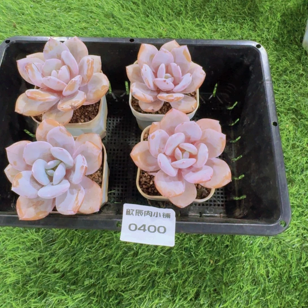 夕****多肉植物奶茶单头4颗飞0400