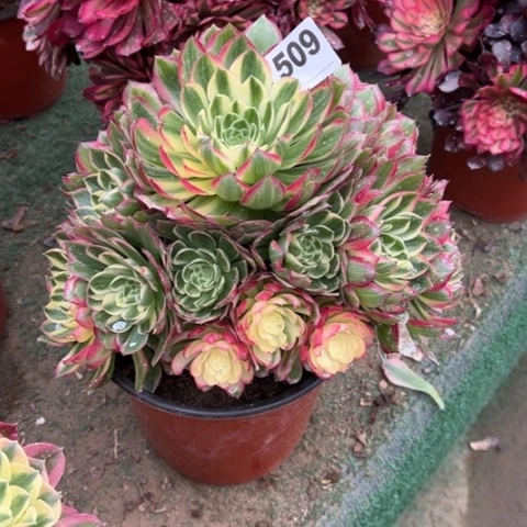 509海王手捧多肉