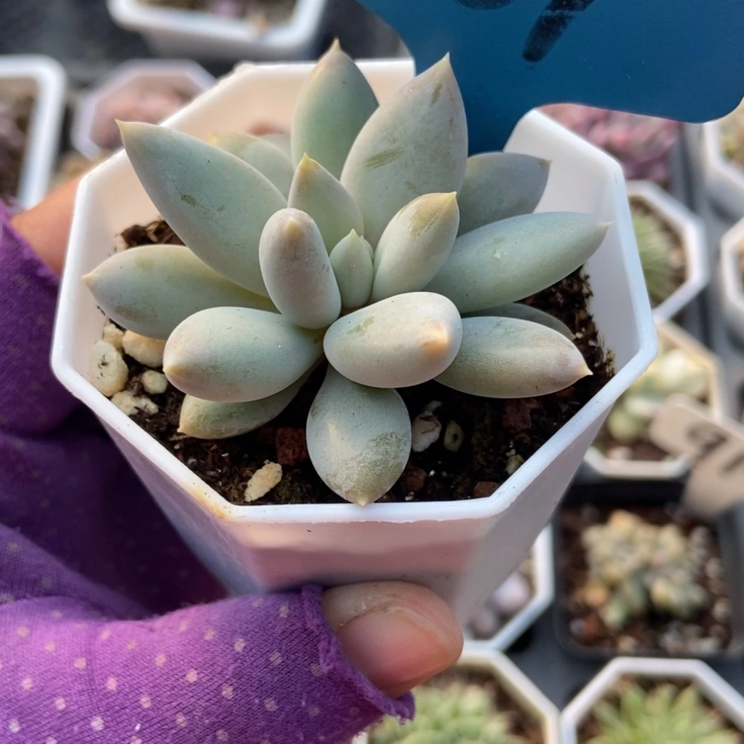 587哥特多肉植物植物