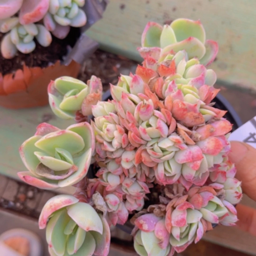 【闪购商品】碧桃缀23214