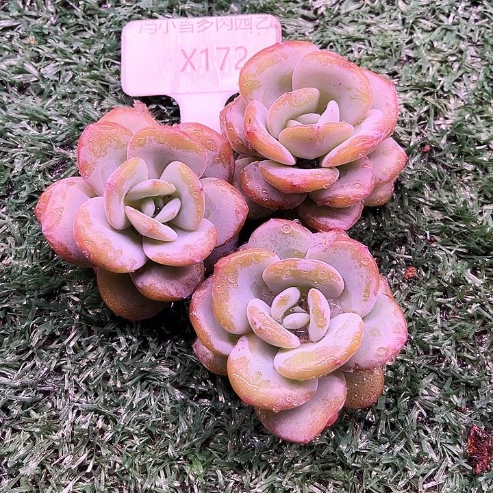 拾*?我是你的小可爱呀我是你最好最