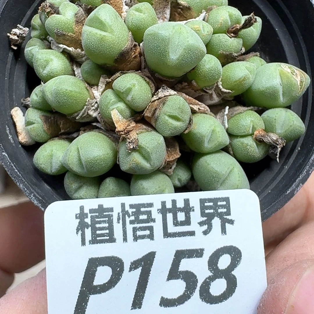 多肉植物的润泽地方