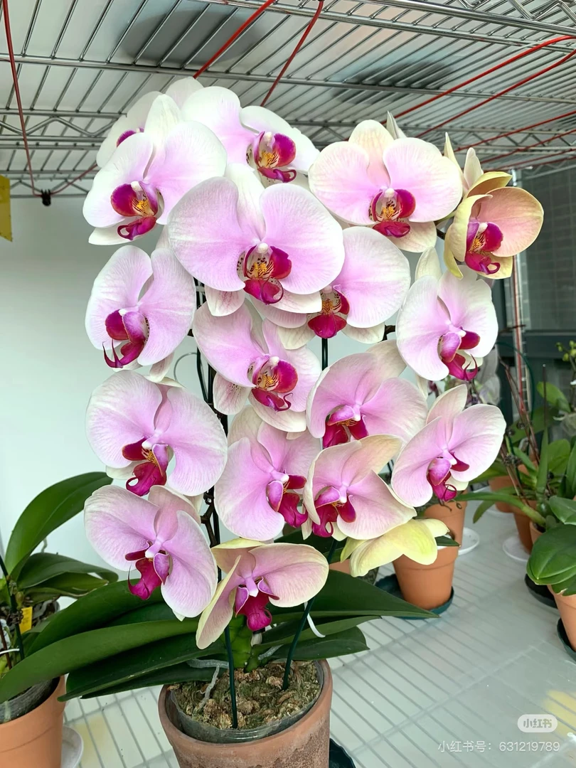 蝴蝶兰处理苗【蒙娜丽莎】3.5寸杯不带花剑，没有开花