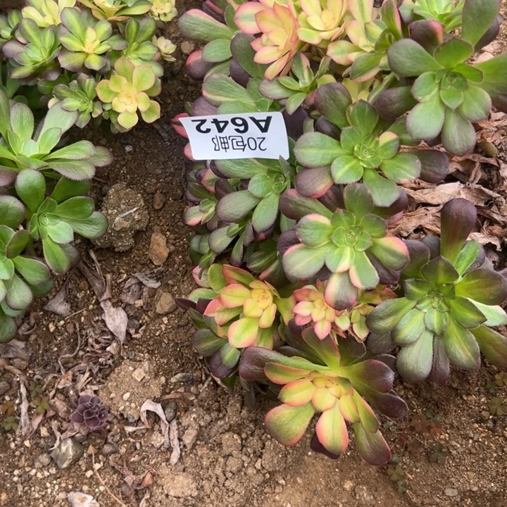 多肉植物642不售后