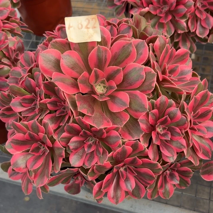 822粉女妖26厘米左右