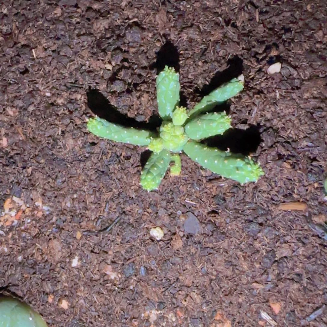 二*块根植物块根植物