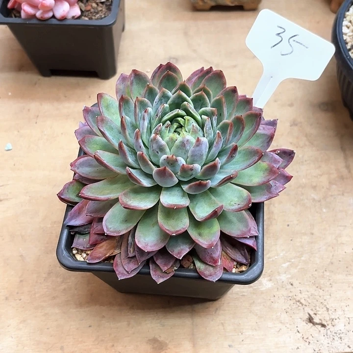 多肉植物，红女巫35号