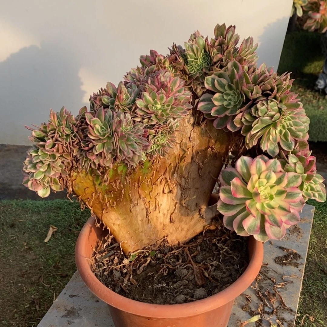 1895号倾城缀化1颗