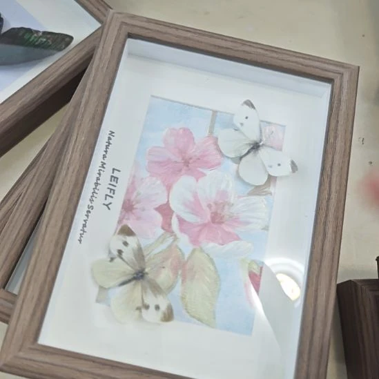 浮雕款菜粉蝶蝴蝶标本木框