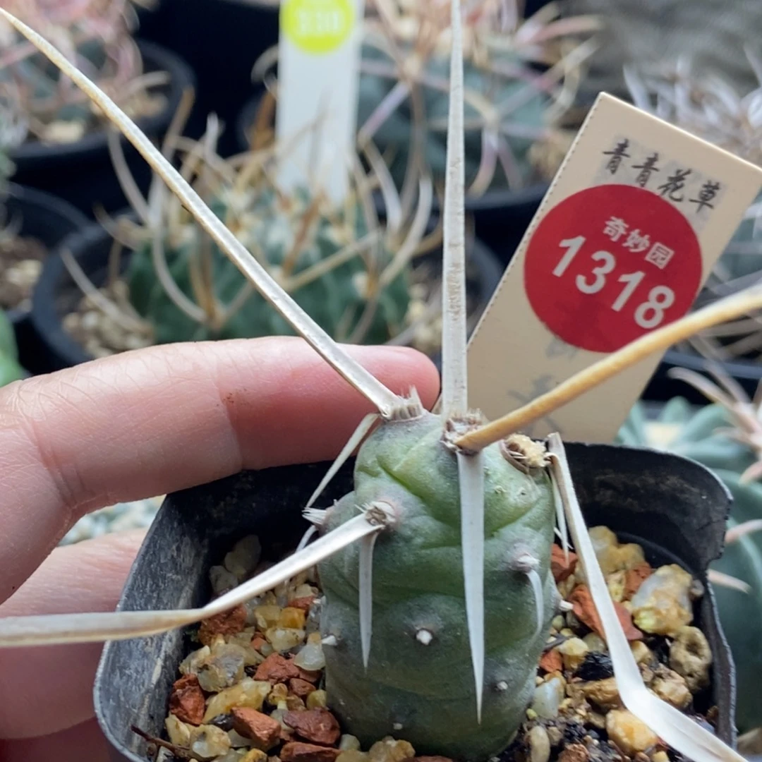 武藏野一棵仙人球