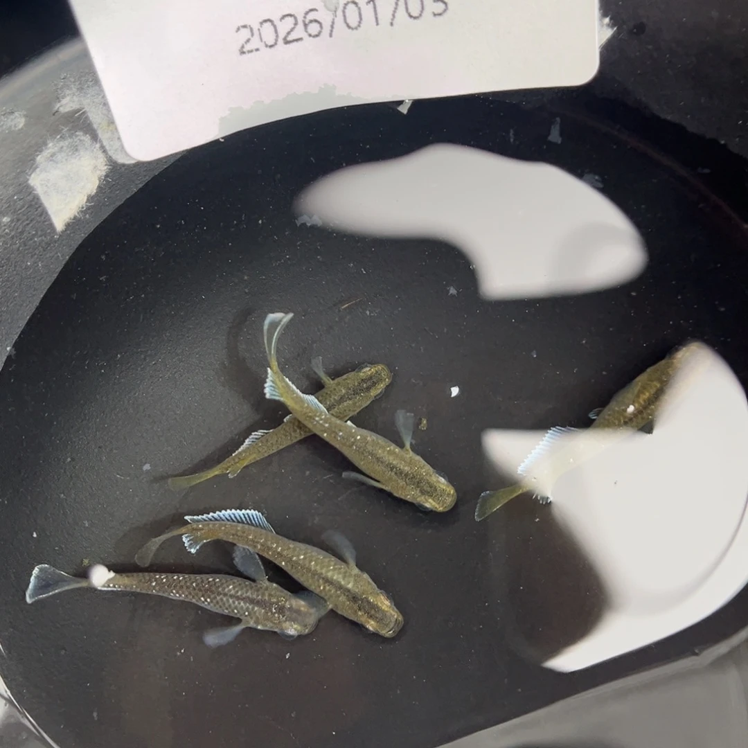 青鳉鱼257奶酪五尾