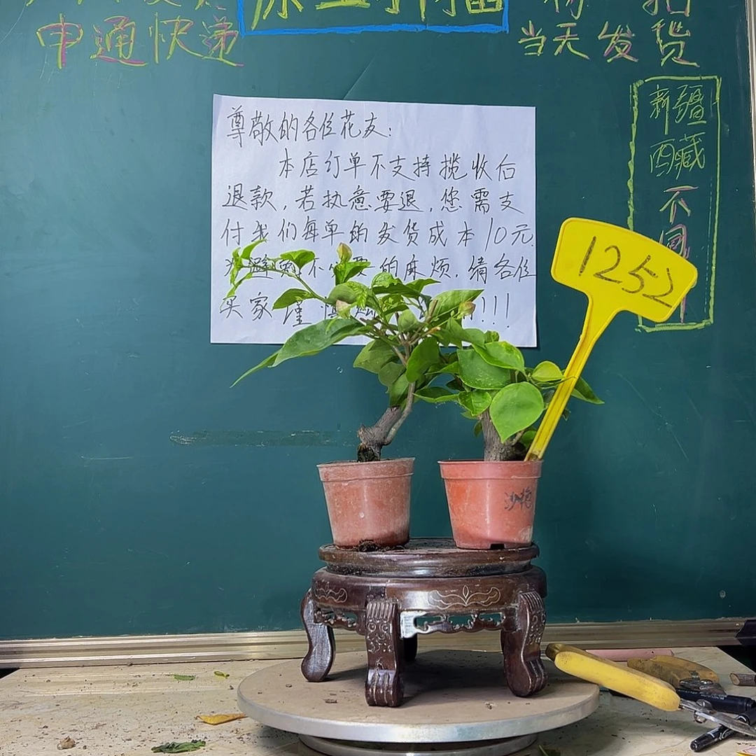 当前无花栽培后可以开花沙斑艳红掌中宝 口 红掌中宝 1252