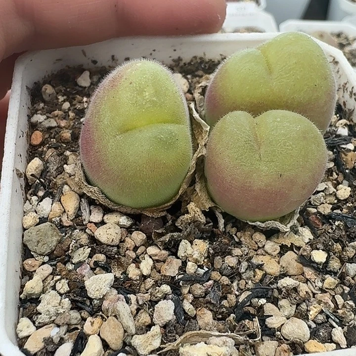 老马生石花毛翠滴544