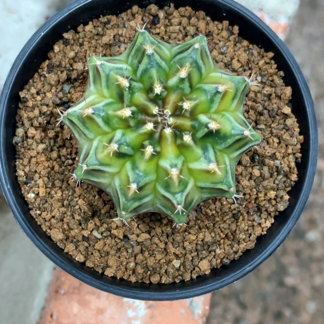 当前无花朵，栽培后可花朵乌贼A