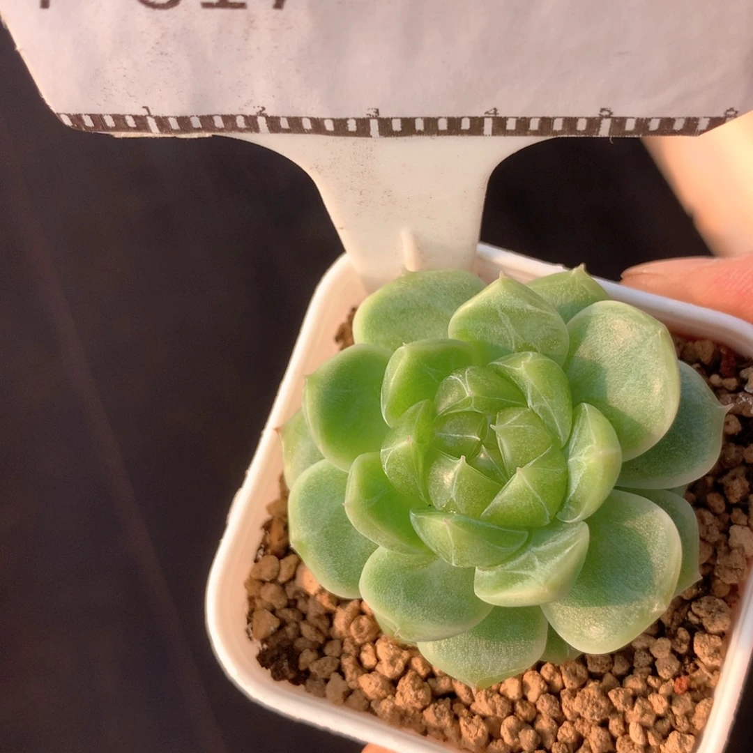 财富密码精控58包邮