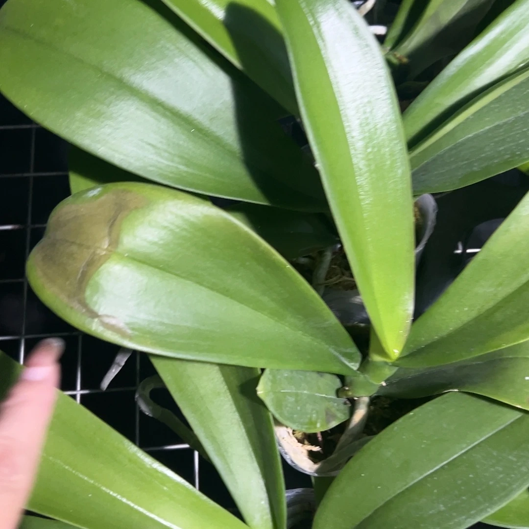 当前无花栽培后可以开花云朵2.8抽梗苗小面积冻伤