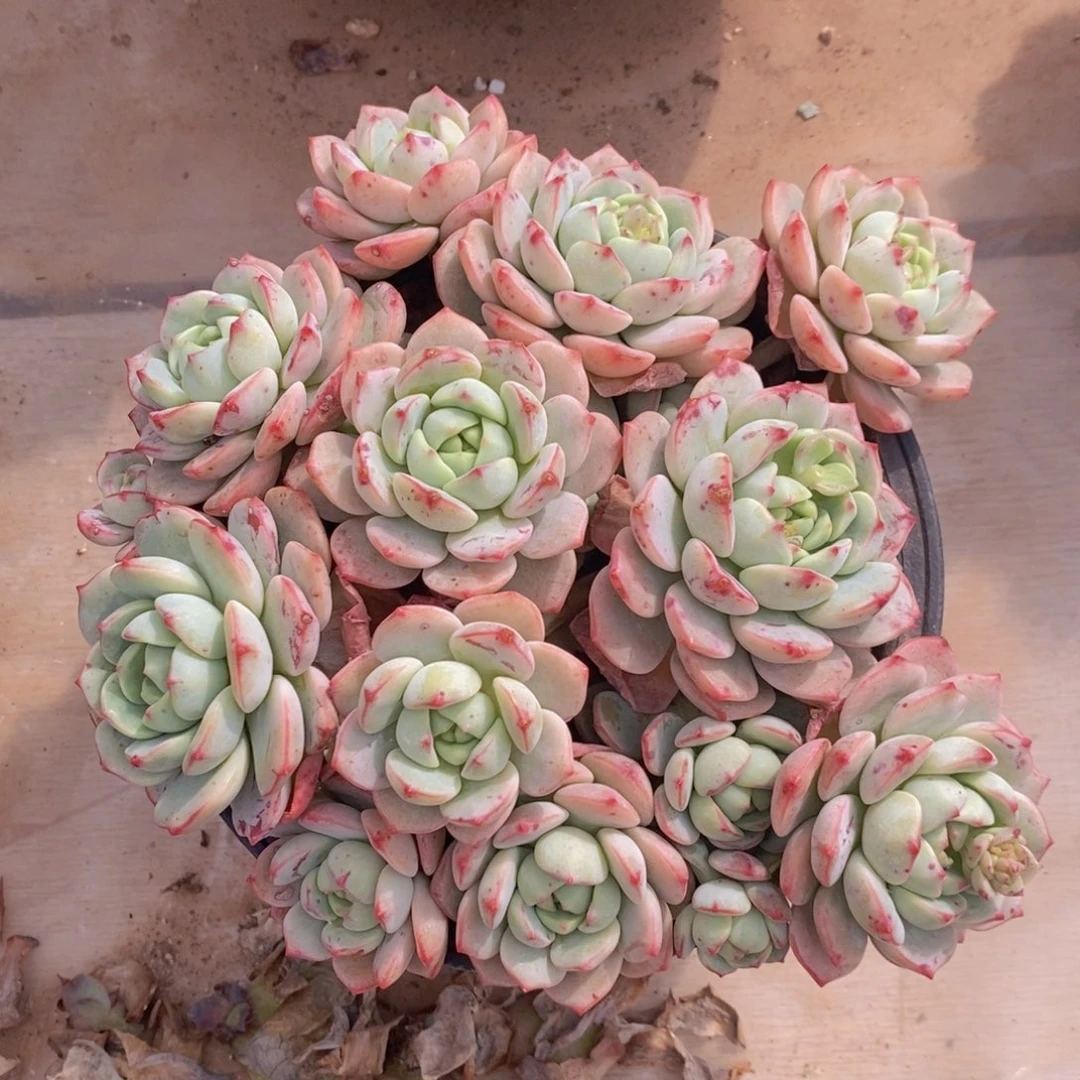 祝***好香草 一物一拍 多肉