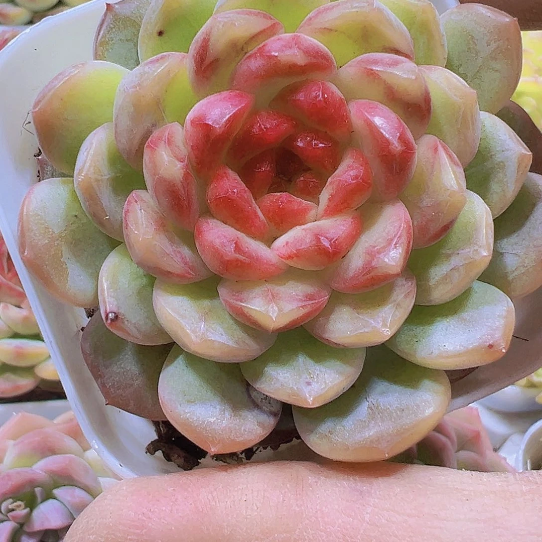 葡萄珍妮带盆带土19包邮