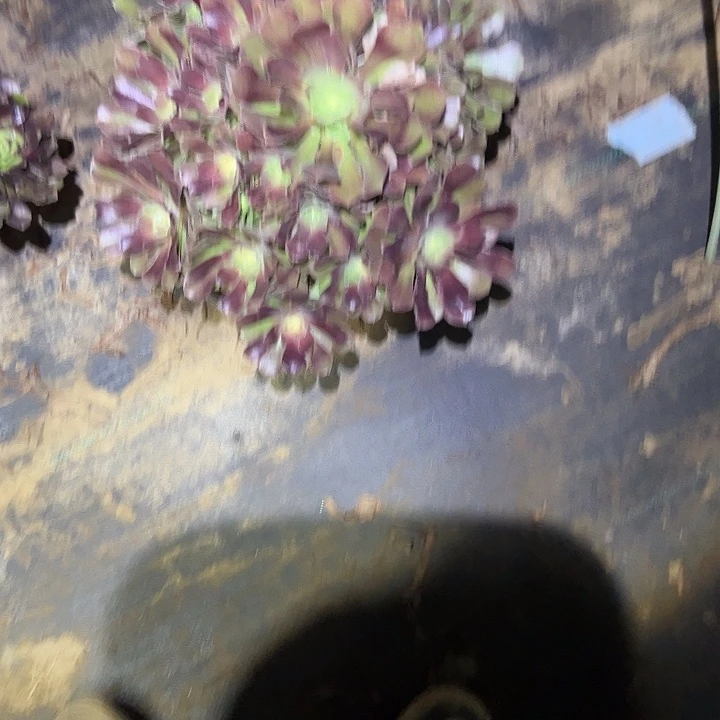 不是侧枝一物一拍100