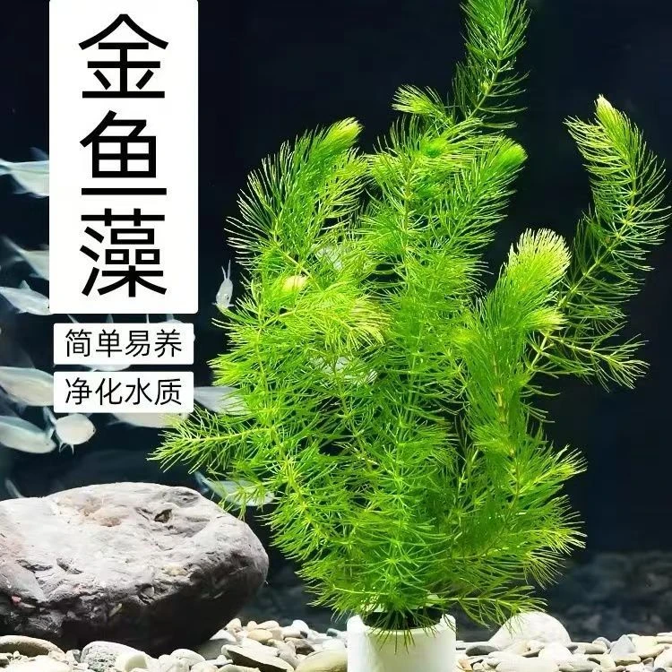 耐冻水草绿植金鱼藻孔雀鱼造景省心水族箱装饰增氧水培水生植物6-