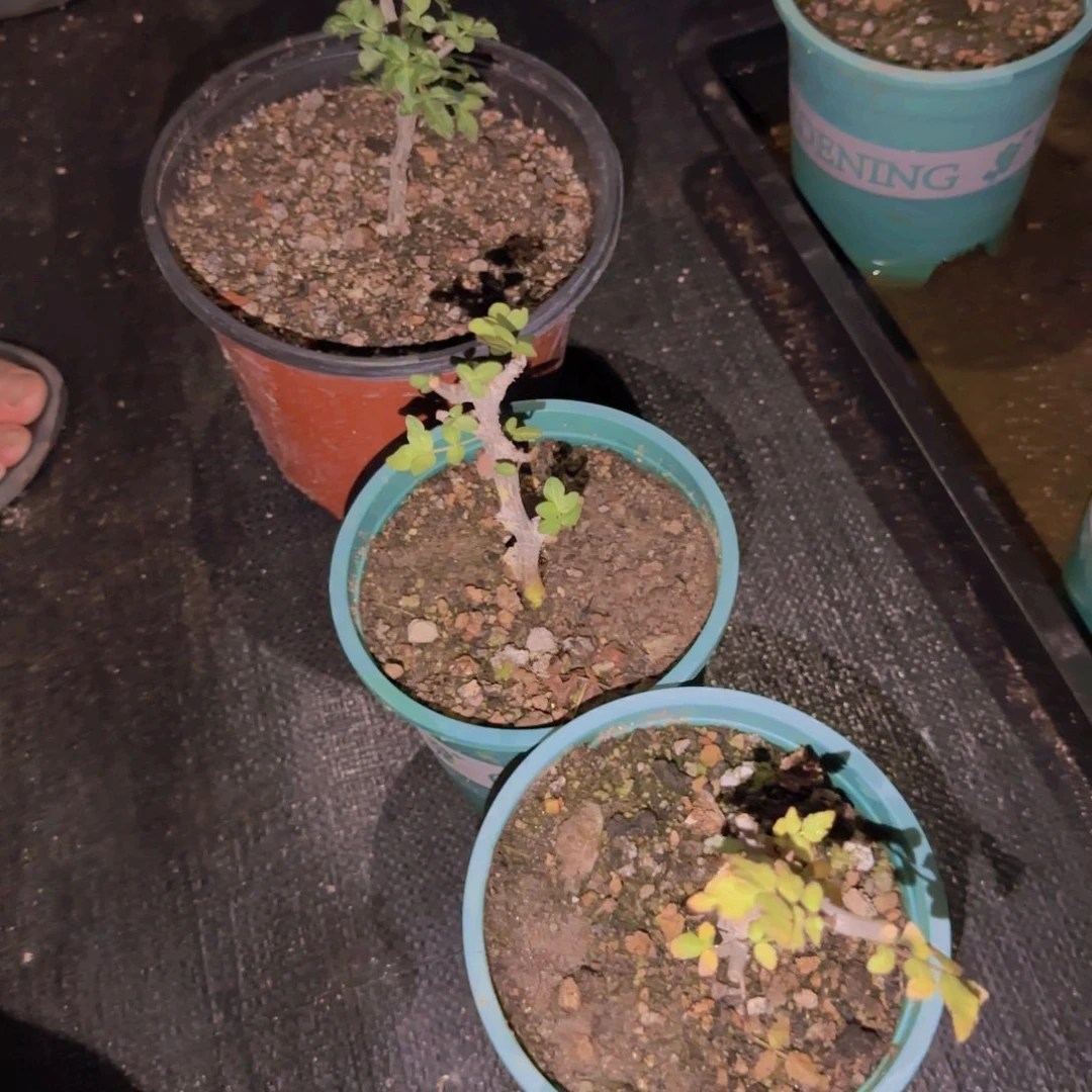 块根植物块根植物