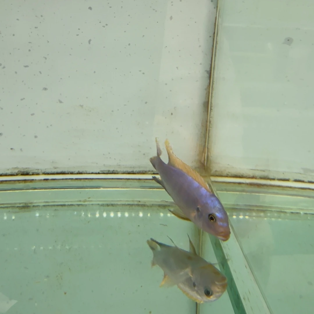 慈鲷458火麒麟。