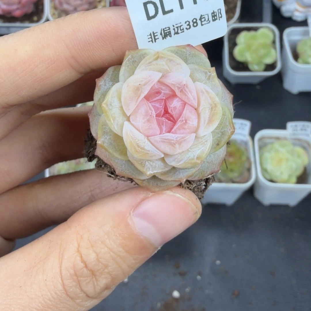 东篱下多肉植物115