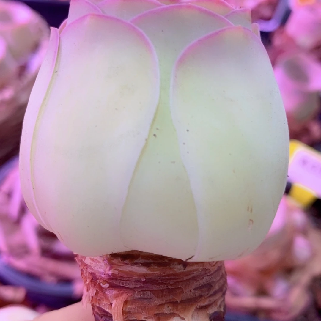 山地玫瑰一物一拍005