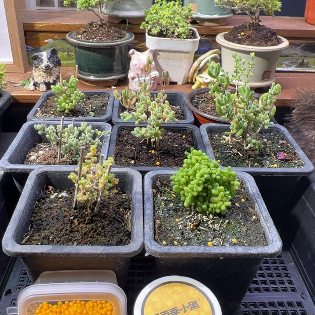 枝干番杏多肉植物A206乐