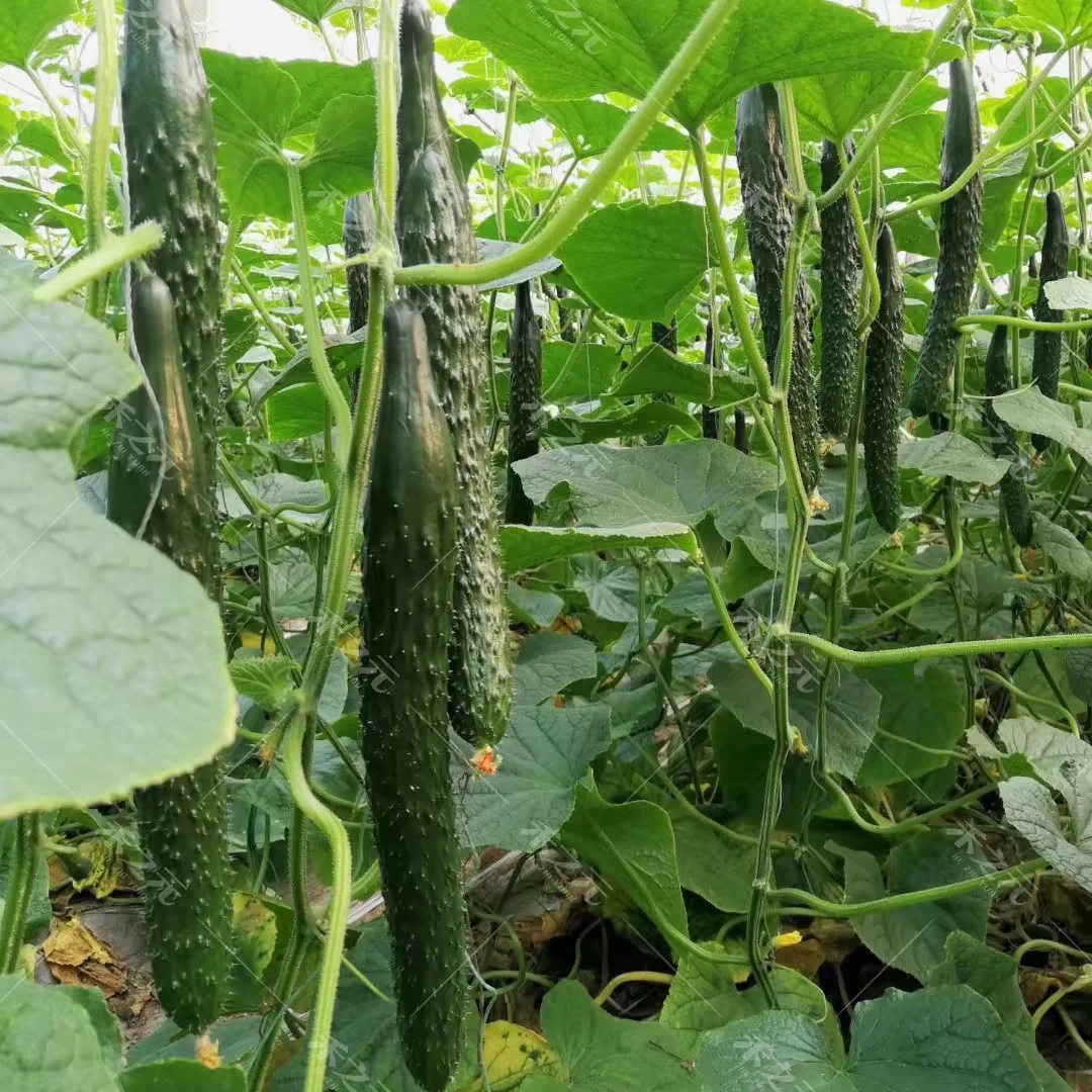 天津本地绿瓤黄瓜 无农残放心菜 不抹药不蘸花