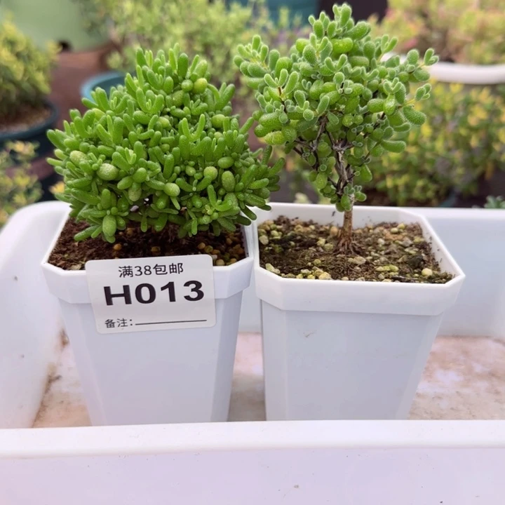 小***猪多肉植物蜜桔翡翠
