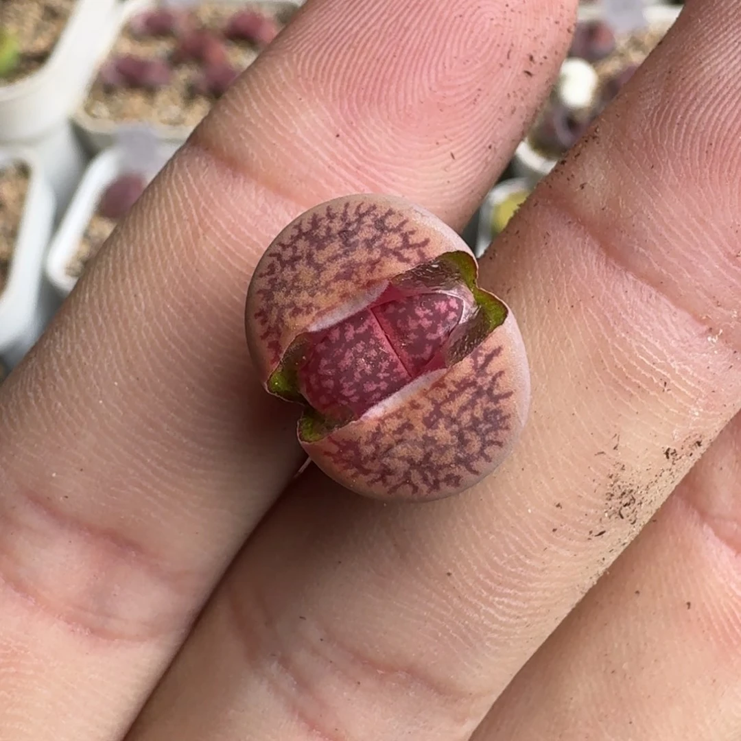 ?K248恶魔果实紫日轮三年