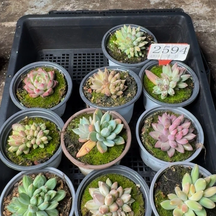 2594多肉植物一物一拍