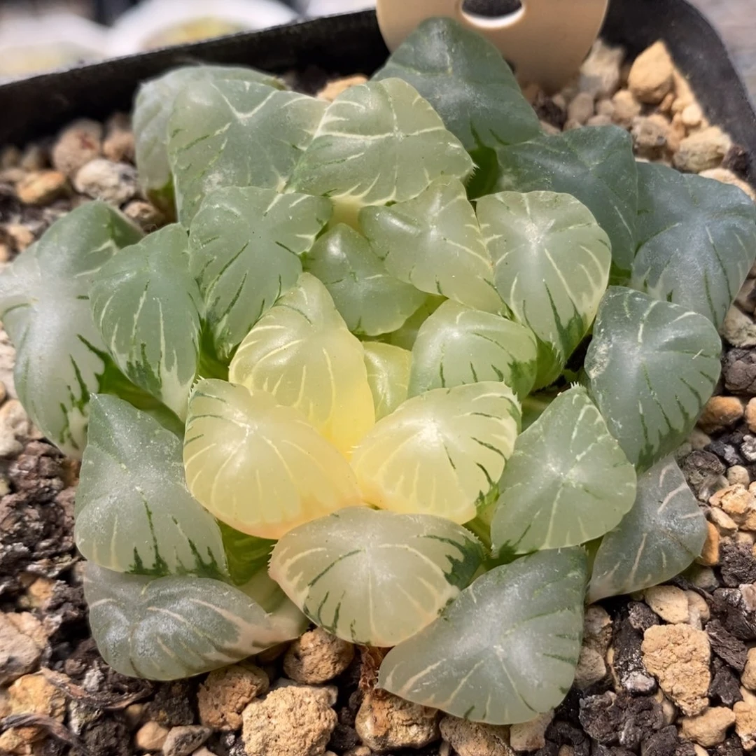 22湖水玉露锦一物一拍