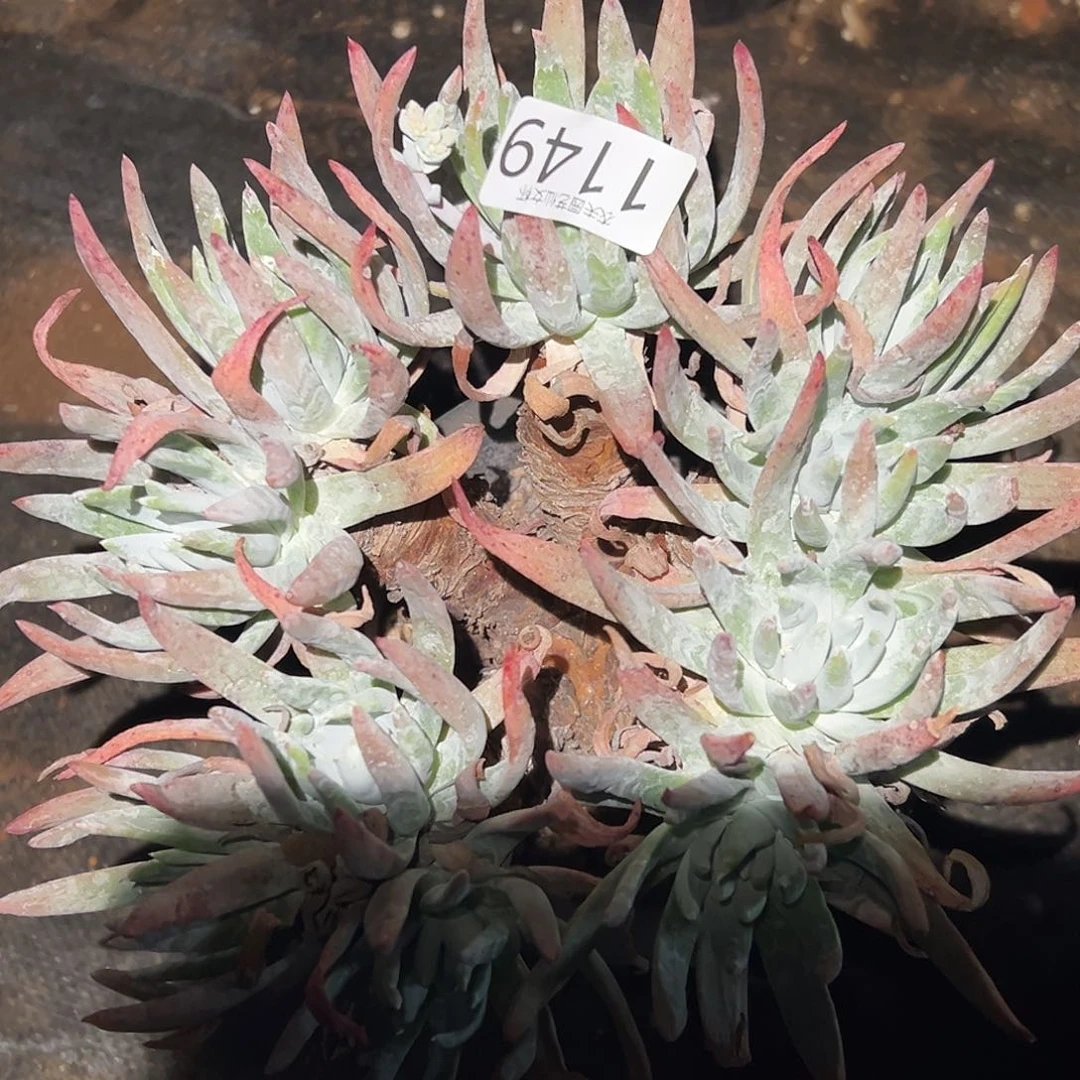 雪山爱度仙女杯多肉