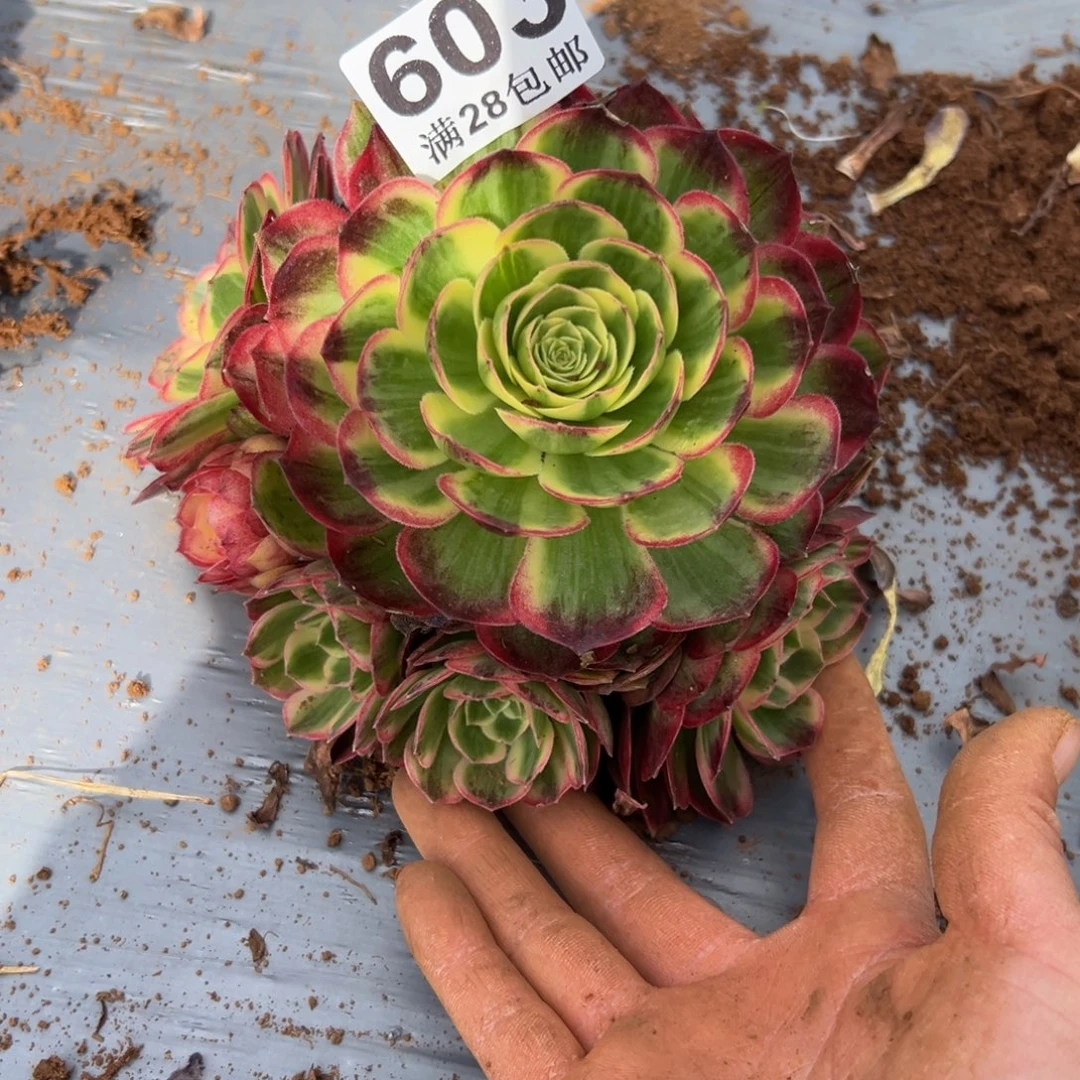 多肉植物603脱土的