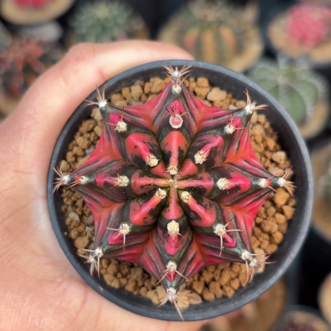 泰系米哈实生仙人球2号