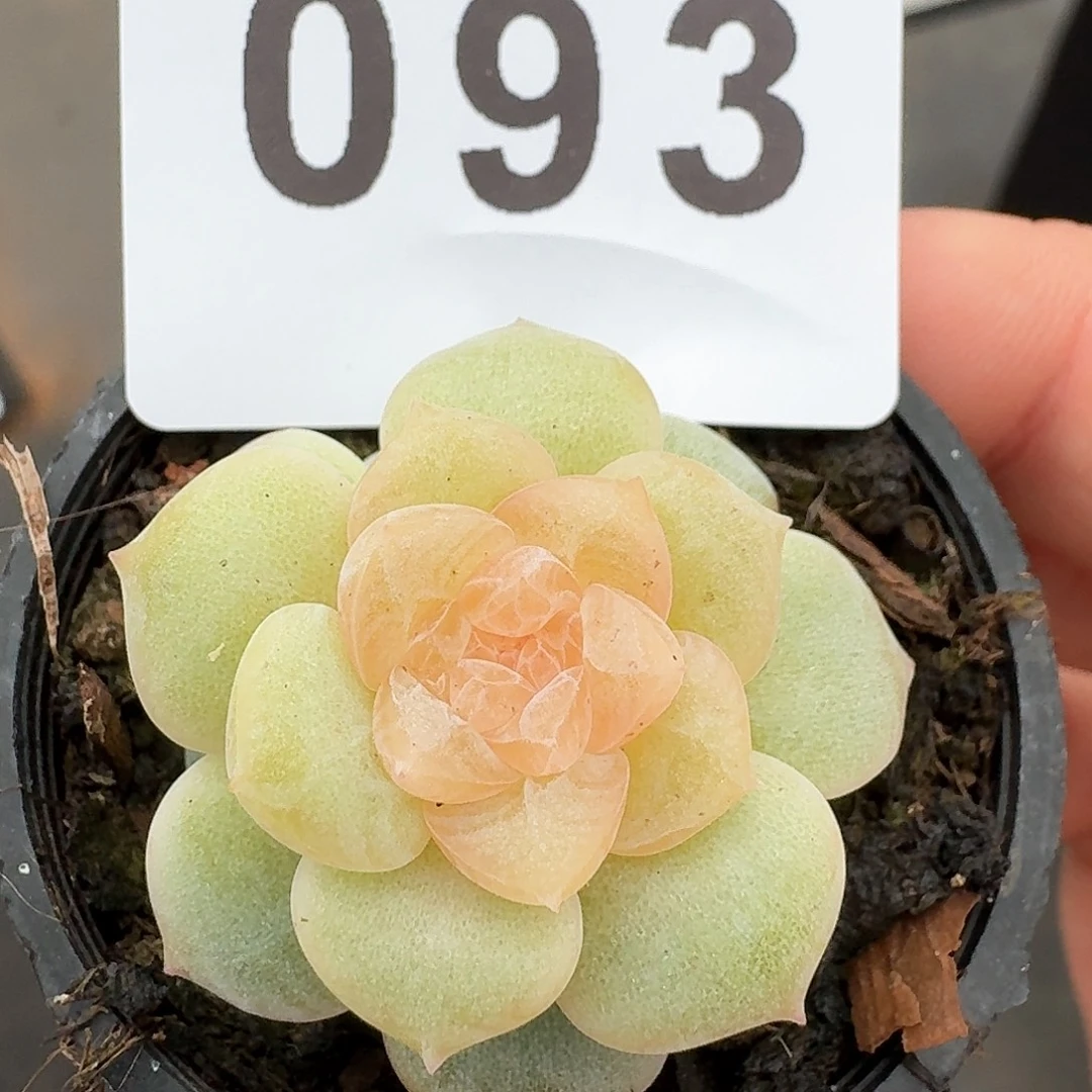 黄璃珍妮            精美多肉植物