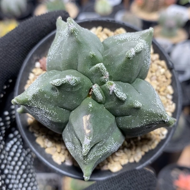 实生角尤鸾凤玉230号5.5cm