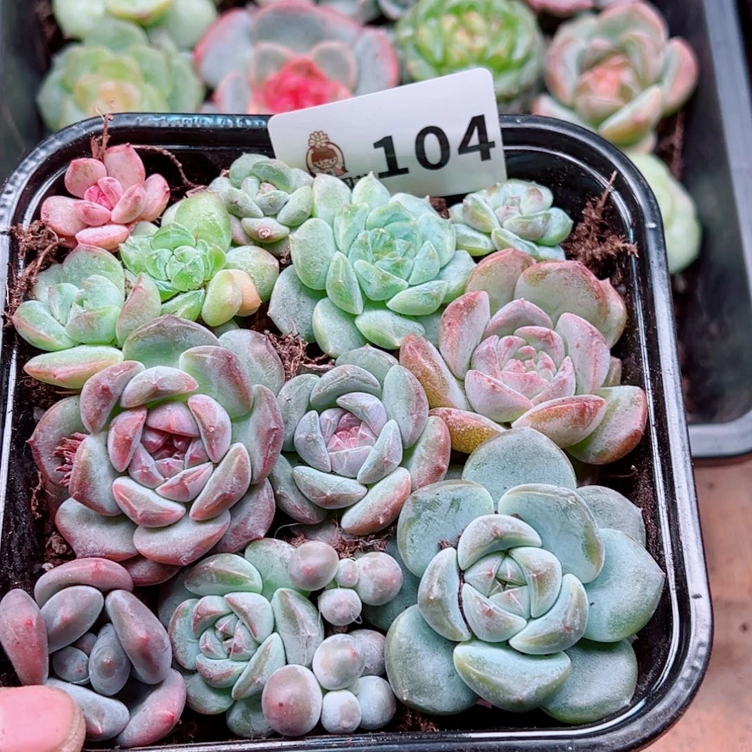 多肉植物多肉植物