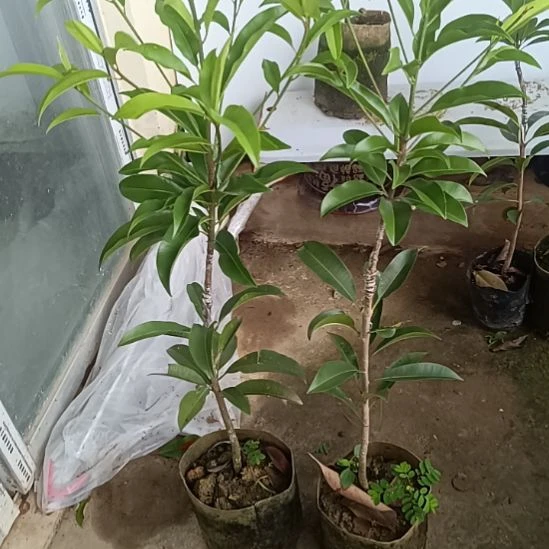 2棵墨西哥人心果嫁接苗一物一拍
