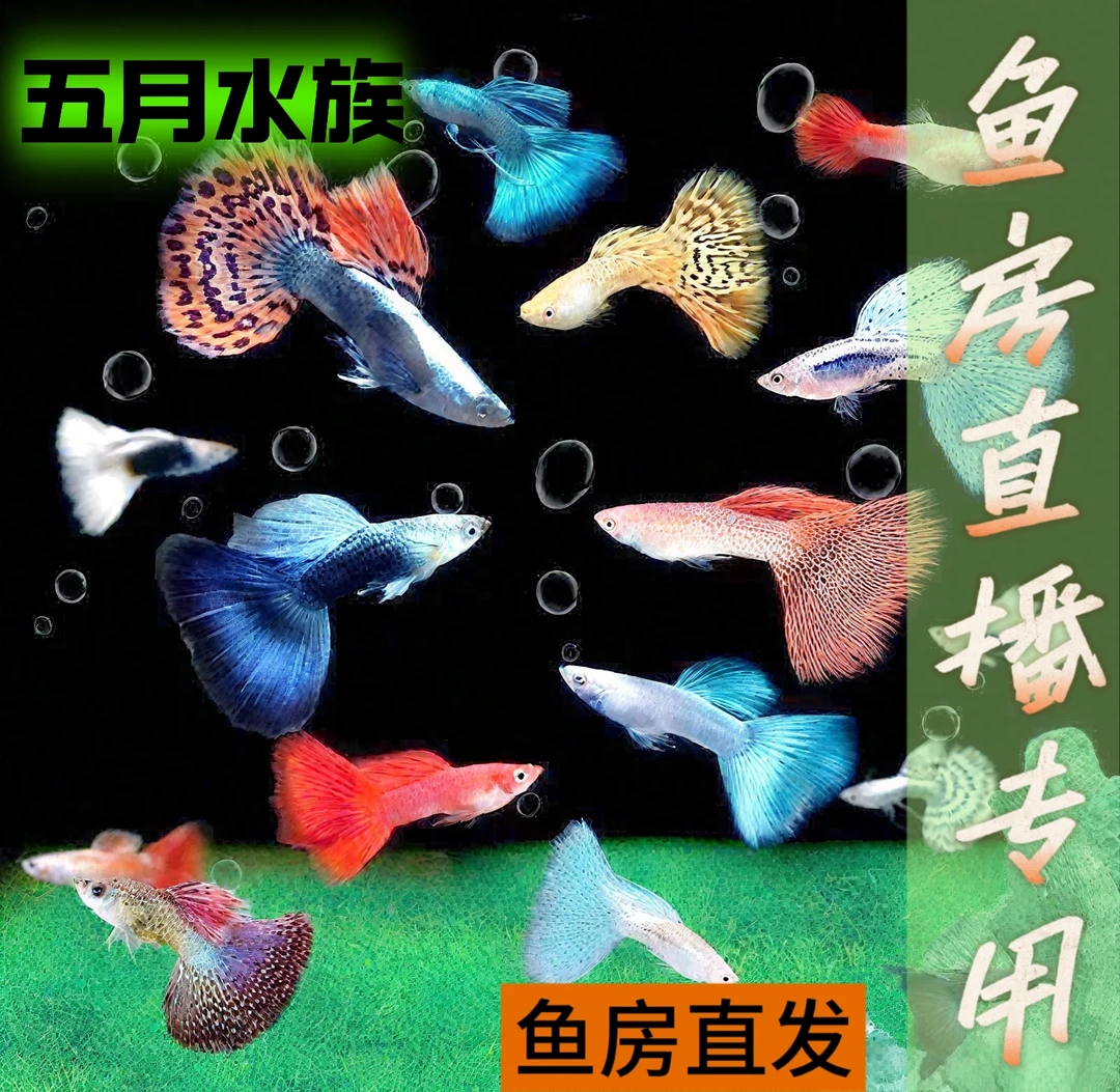 鱼房直发观赏鱼孔雀鱼 一缸一拍（包邮报损，无开箱视频不包损）