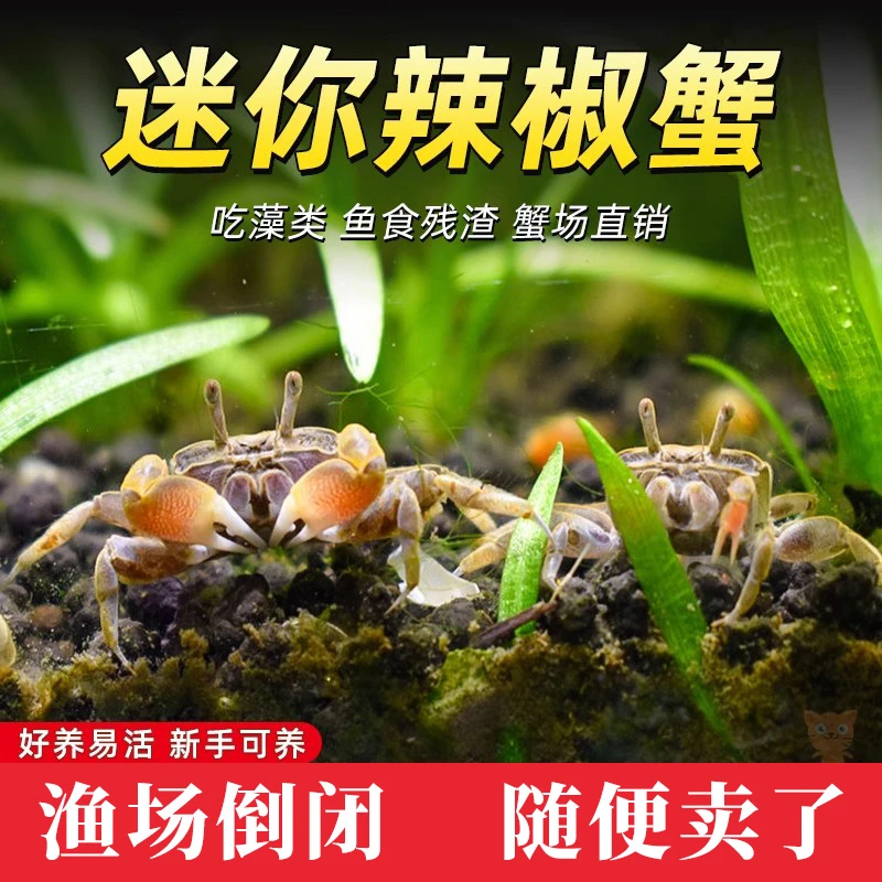 观赏宠物迷你辣椒蟹淡水深水均可养适合水族饲养
