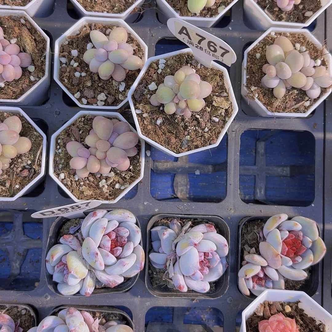 七****】A767奶酪一物一拍