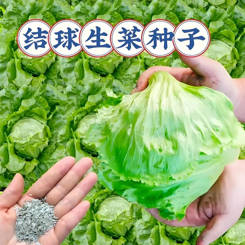 【抢!到手结球生菜种子】四季播种蔬菜种子阳台盆栽地栽小院